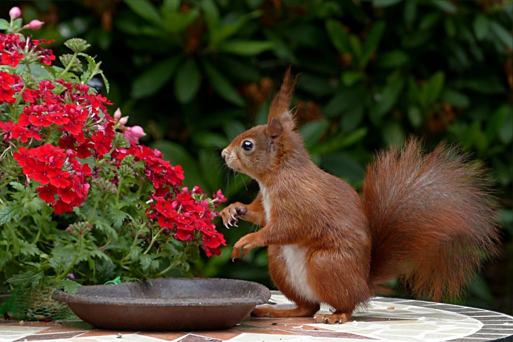 Eichhörnchen neben roten Blumen im Garten von Gartenservice Schmidt